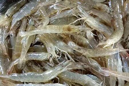 小虾吃什么食物_养虾