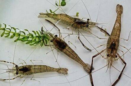 小虾吃什么食物_养虾