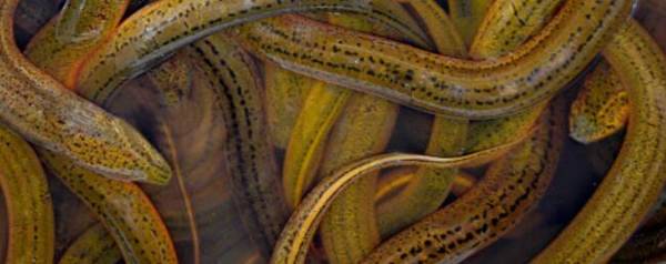 黄鳝能长多大,黄鳝能活多久_养殖问答