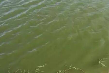 鱼塘水发绿怎么办_养鱼