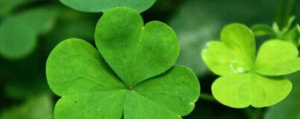 荷兰猪能吃苜蓿草吗_养殖问答