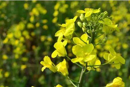 油菜螨虫用什么办法灭除_种植问答