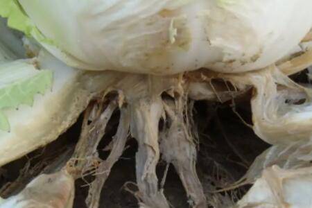 白菜长白斑打什么药_蔬菜种植