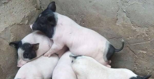 巴马香猪多大育种最合适_香猪养殖