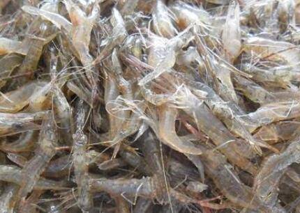 河虾会不会脱壳_养殖问答