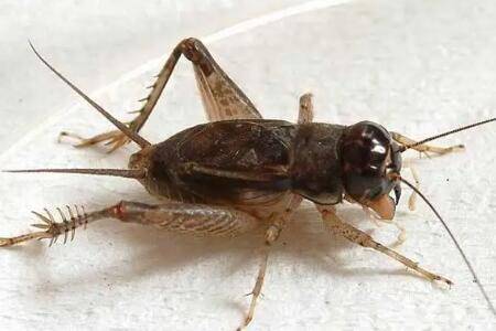 蛐蛐吃什么,动物与植物饲料通吃_养殖问答