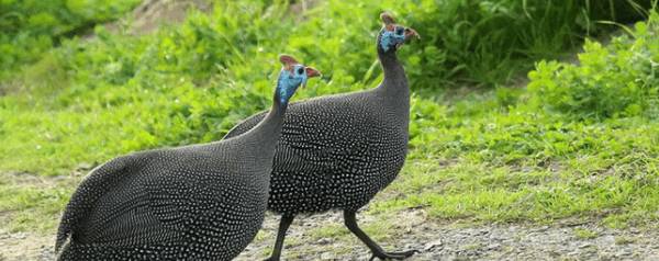 珍珠鸡每天能产多少个蛋_特禽养殖