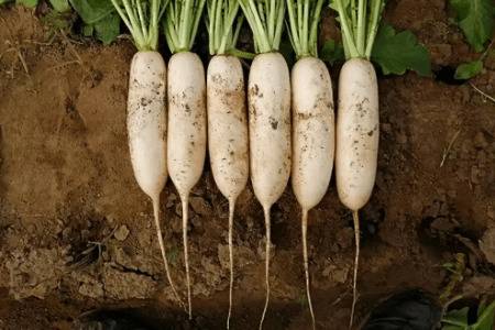 白萝卜什么时间种植好_蔬菜种植