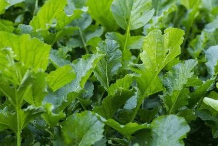 萝卜叶子突然蔫了怎么办_蔬菜种植