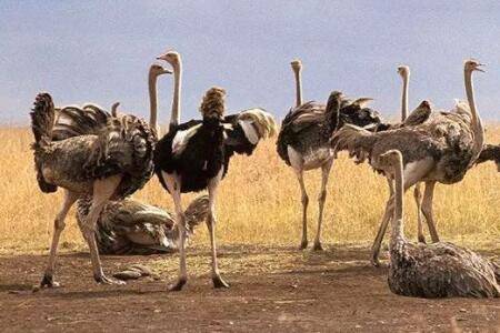 鸵鸟多久下一次蛋?_养殖问答