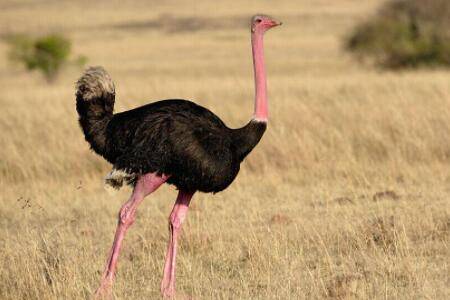 鸵鸟多久下一次蛋?_养殖问答