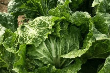 大白菜包心期多长时间,大白菜烂心是什么原因_蔬菜种植