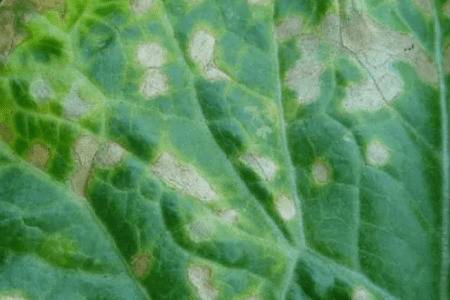 白菜长白斑打什么药_蔬菜种植