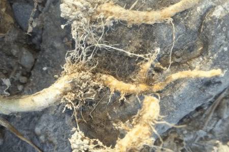 白菜立枯病症状及防治方法_蔬菜种植