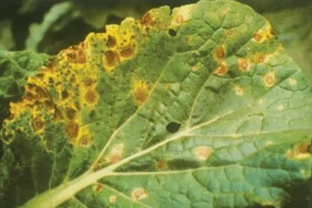 白菜黑斑病症状及防治方法_蔬菜种植