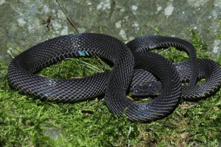 黑脊蛇有没有毒_养蛇