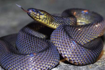 蛇的公母怎么区分_养蛇