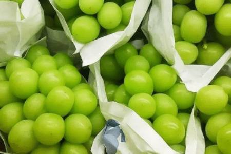 阳光玫瑰青提的主要产地_瓜果种植