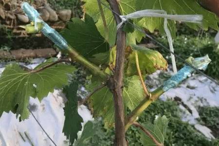 葡萄树的嫁接方法_瓜果种植