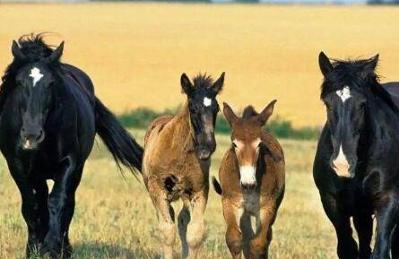 马和驴怎么配种,母马怀孕后要注意什么问题_养驴