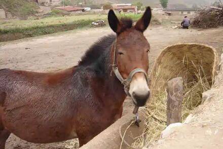 驴和马的杂交后代是什么_养驴