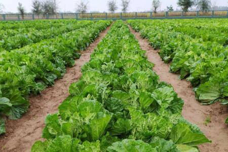 大白菜多长时间浇一次水_蔬菜种植