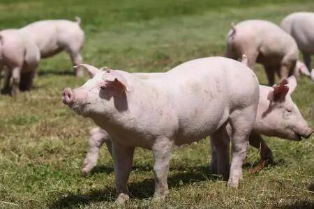 猪和羊能否在同一养殖场养殖_养猪