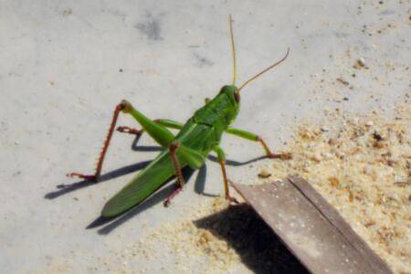 蝗虫耳朵长在什么地方?_养殖问答