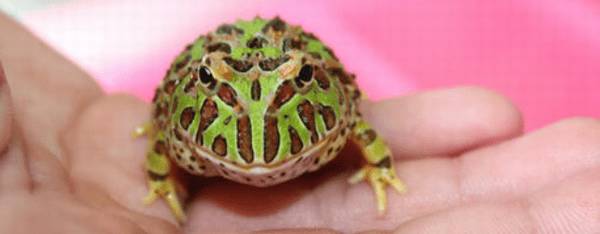 角蛙多少度能冻死?_养殖问答