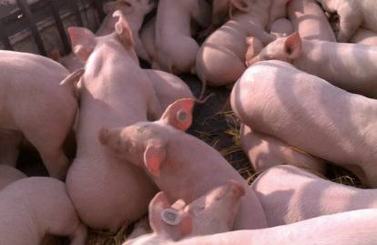 如何养猪不生病长得快_养猪