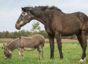 母马怀孕需要多长时间_养驴