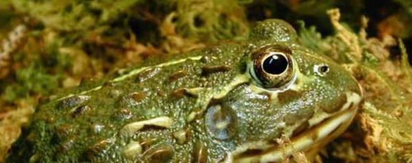 石蛙蝌蚪吃什么饲料长得快_养殖问答