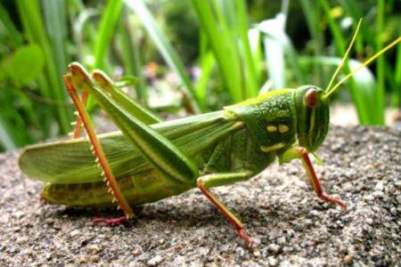 蝗虫耳朵长在什么地方?_养殖问答