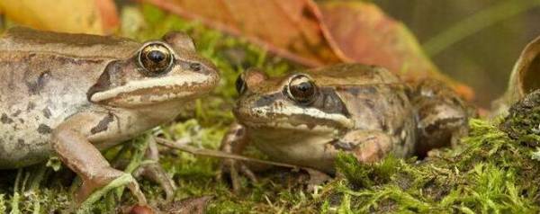 林蛙红腿病怎么治疗?_养蛙