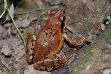 林蛙怎么区分公母?_养蛙