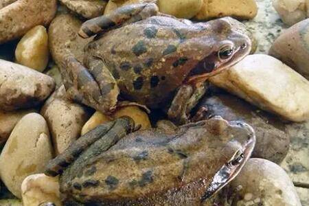 冬天林蛙怎么过冬_养蛙