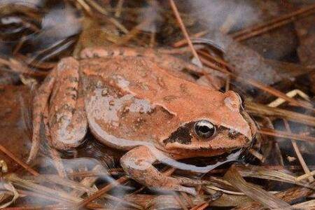 林蛙与哈什蚂是同一物种?_养蛙