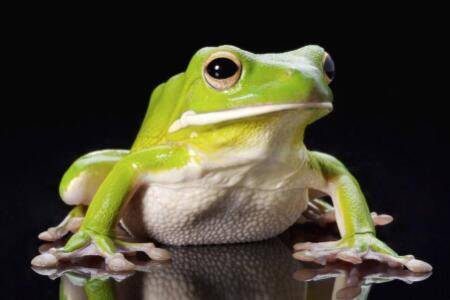 青蛙一般能活多久_养蛙