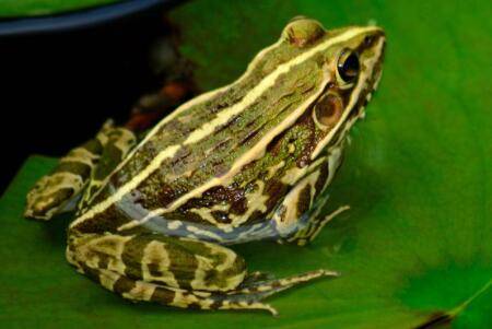 青蛙一般能活多久_养蛙