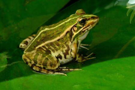 青蛙是不是两栖动物?_养蛙