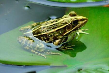 青蛙靠什么发出声音?_养蛙