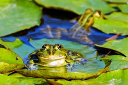 青蛙靠什么发出声音?_养蛙