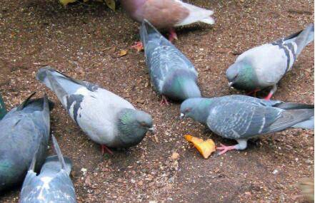 肉鸽一年孵化几窝?_养鸽
