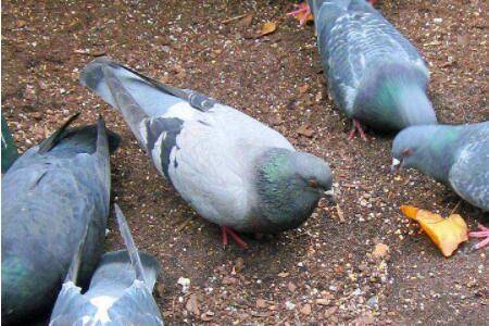 肉鸽配对后多久下蛋_养鸽