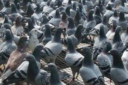 肉鸽下无精蛋怎么办?_养鸽