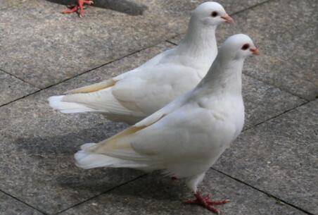 肉鸽能不能放飞?_养鸽