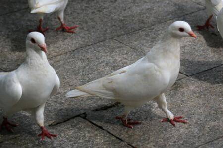 肉鸽喂什么下蛋快?_养鸽