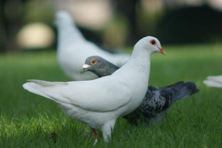 信鸽暗插代表什么意思_养鸽