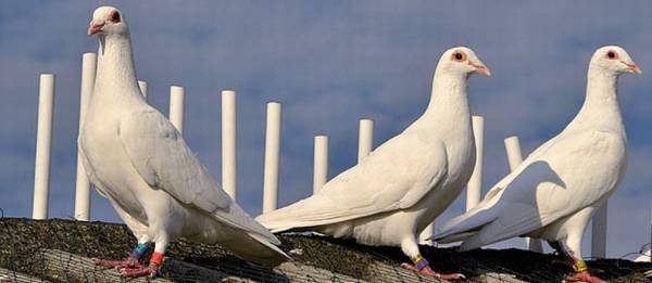 信鸽暗插代表什么意思_养鸽