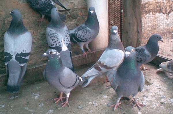 肉鸽鸽痘的18种治疗方法_养鸽